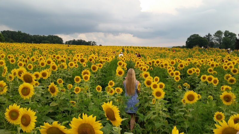 Livingood Park Elverson Borough