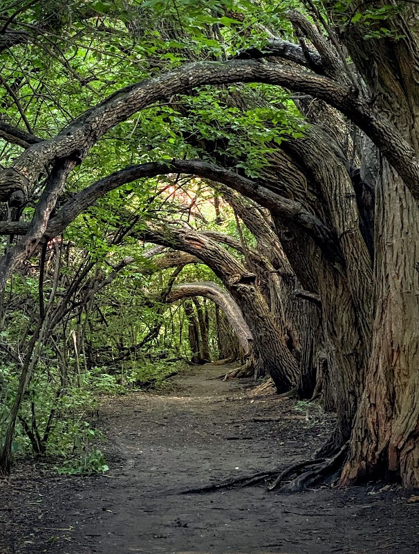 Tunnel of Trees