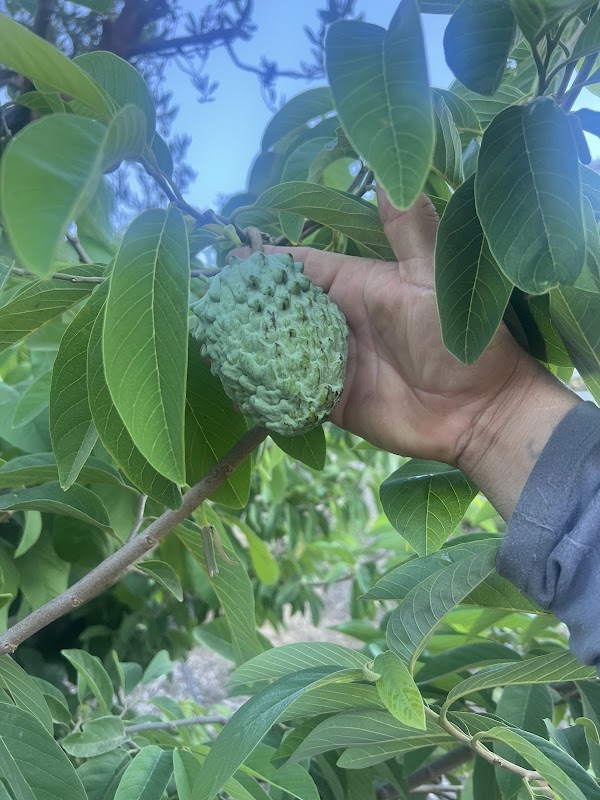 Chandini Farms