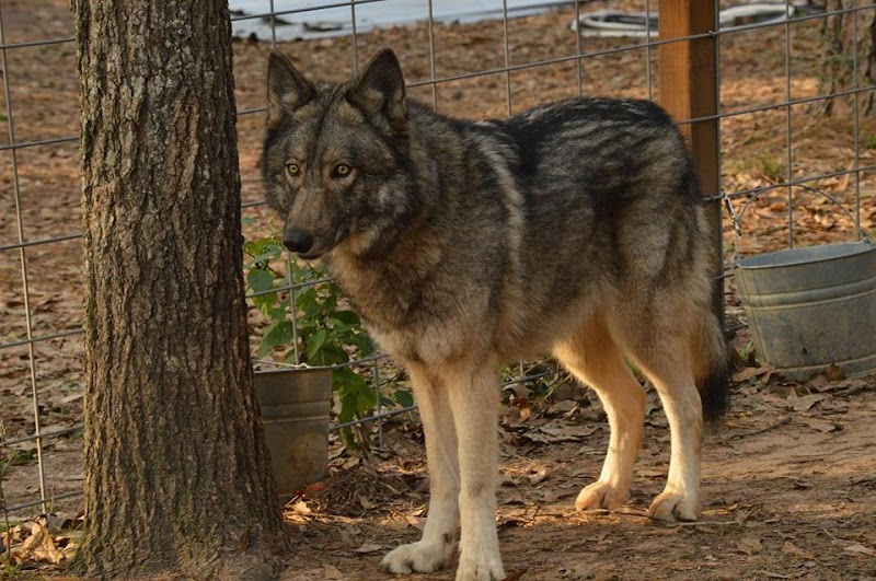 Texas Wolfdog Project & Shelter