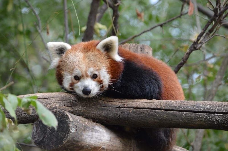 Red Panda Village