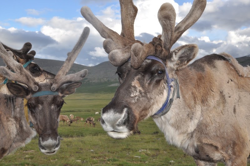 Rainier Reindeer Ranch
