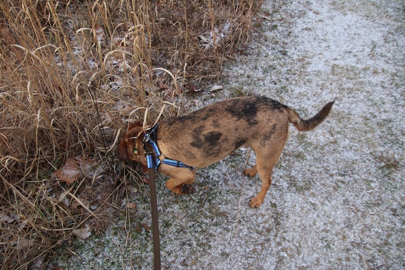 Desert Breeze Dog Park