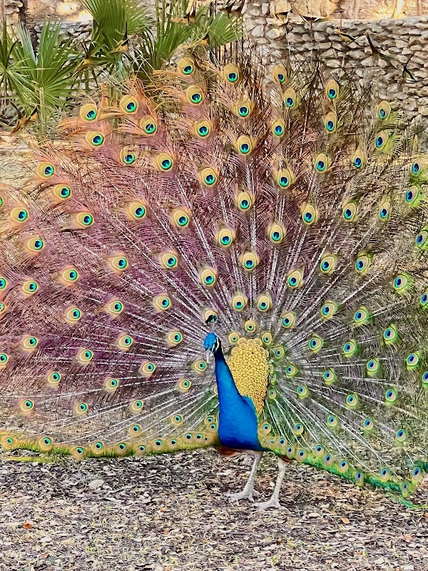 Mayfield Cottage and Gardens