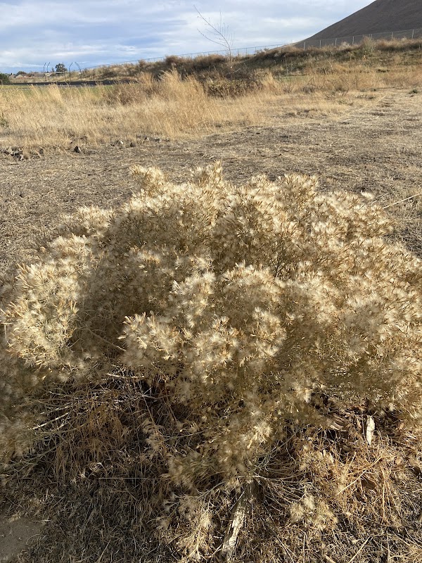 Libby Middle School Plant Restoration