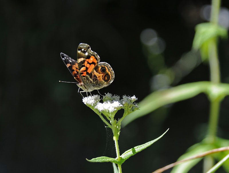 South Branch Preserve - South