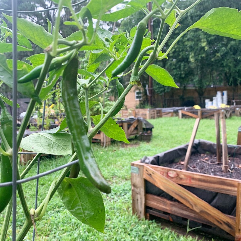 Windsor Forest NFN Community Garden