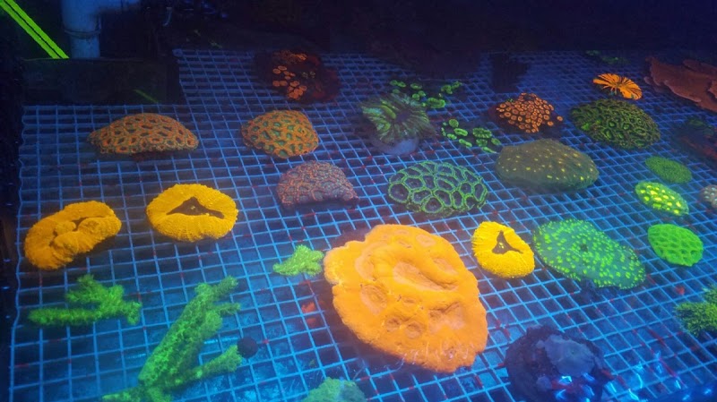 4Dcorals