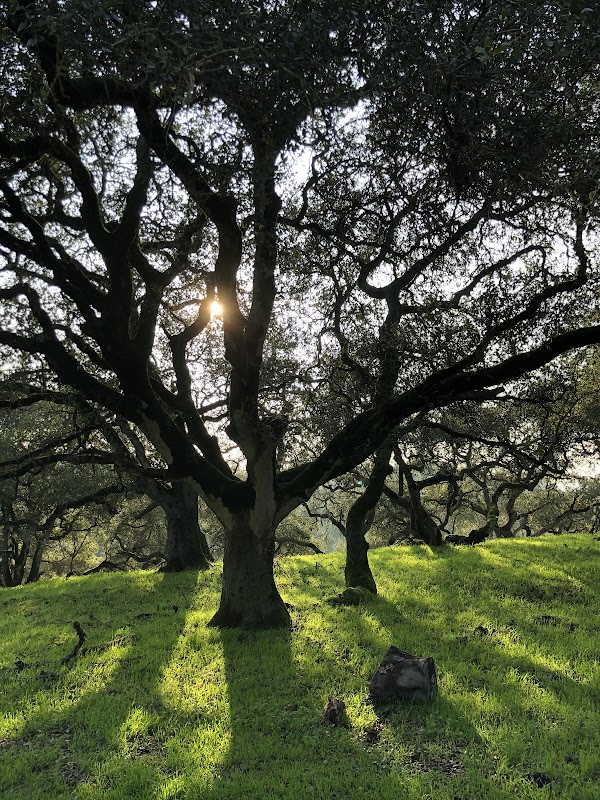 Taylor Mountain Regional Park