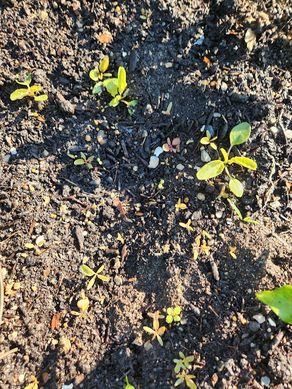 Rochdale Urban Garden