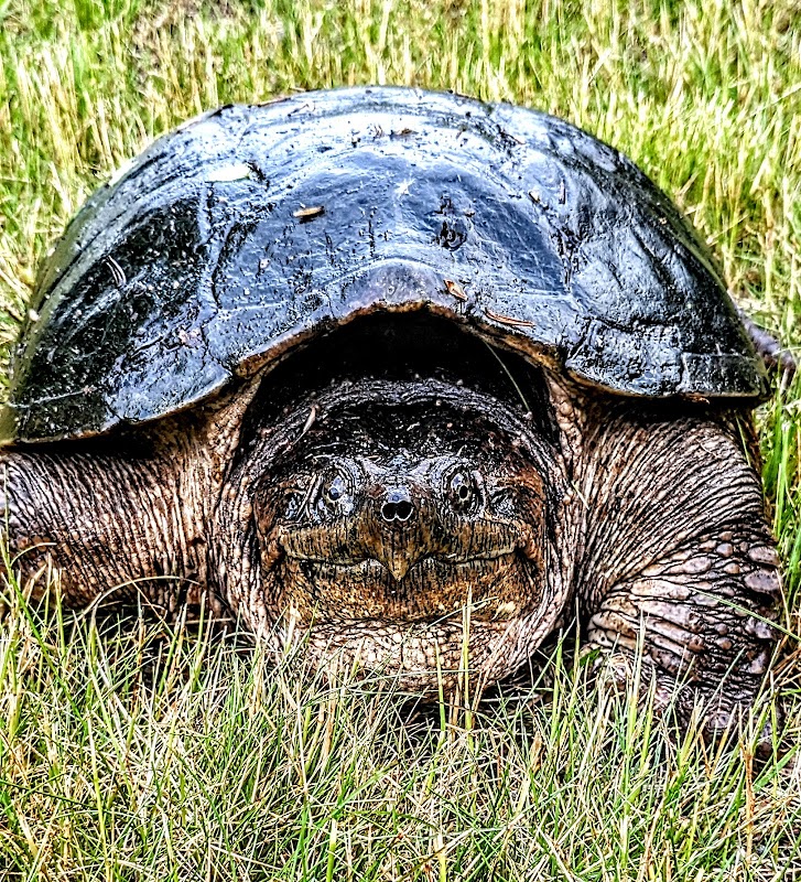 Murphy-Trainor Memorial Park