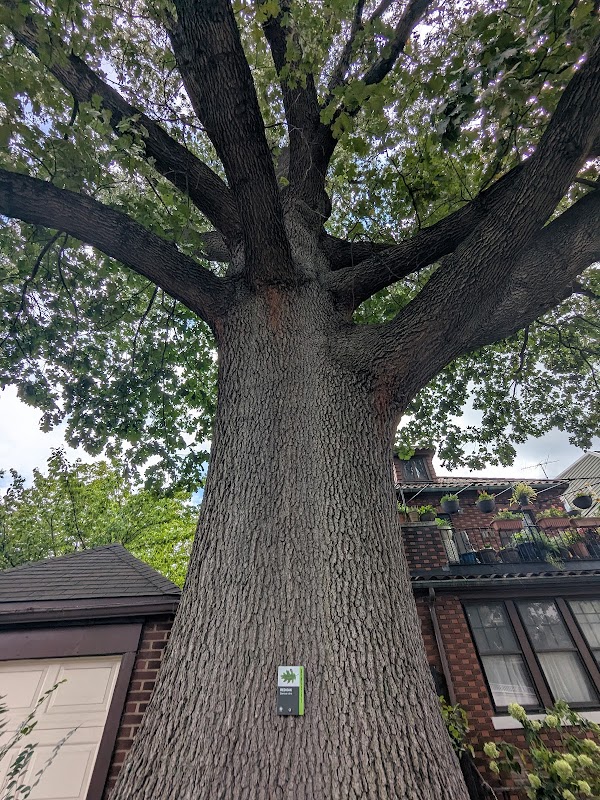 Pin Oak: Great Trees of New York City