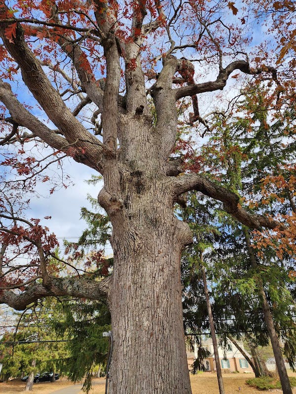Whitpain Township Heritage White Oak Tree