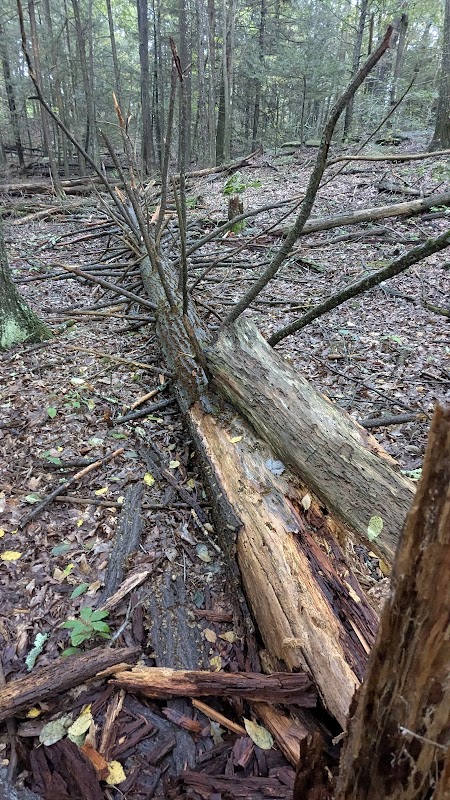 The Ledges Nature Preserve