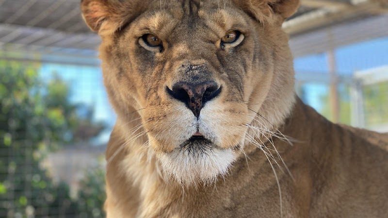 Forever Wild Exotic Animal Sanctuary