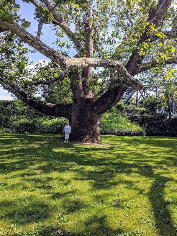 Pinchot Sycamore Tree Park