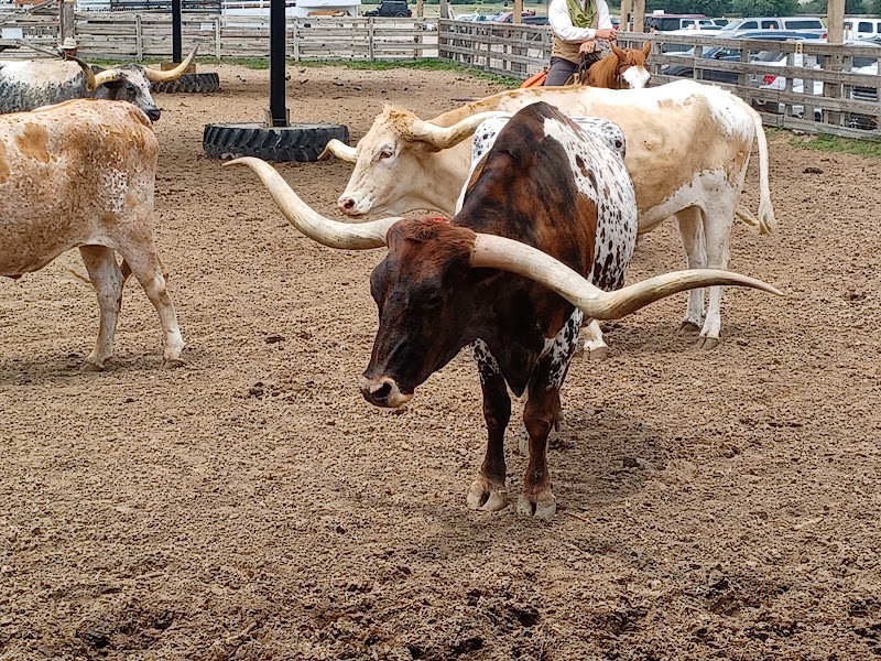 Longhorn's Viewing Deck
