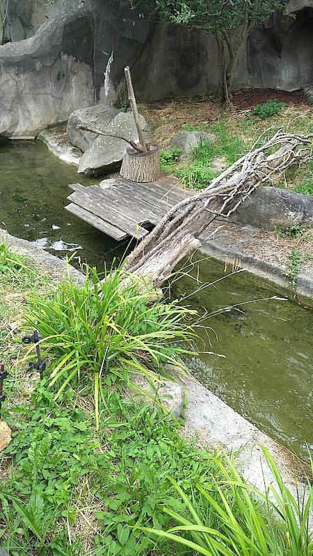 Bassin de Loutre d'Europe