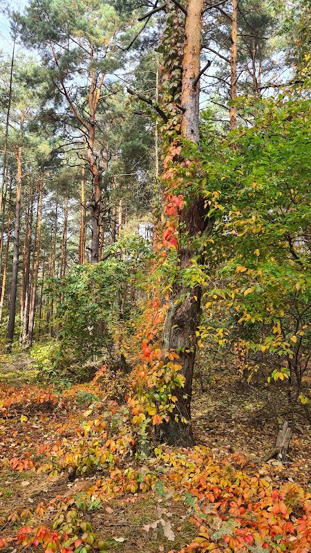 Pomnik przyrody - Dąb szypułkowy