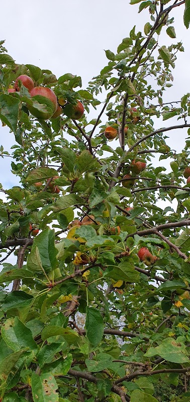 Coton Hill Community Orchard