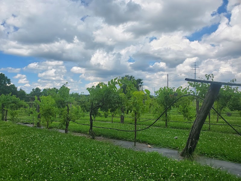 Dover Vineyards