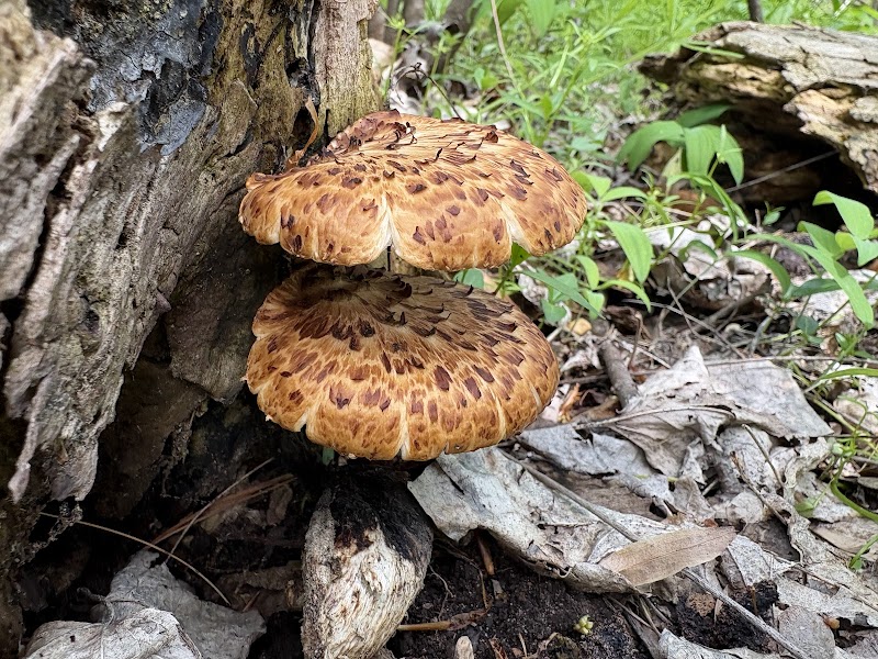 Hildebrand Lake Nature Preserve