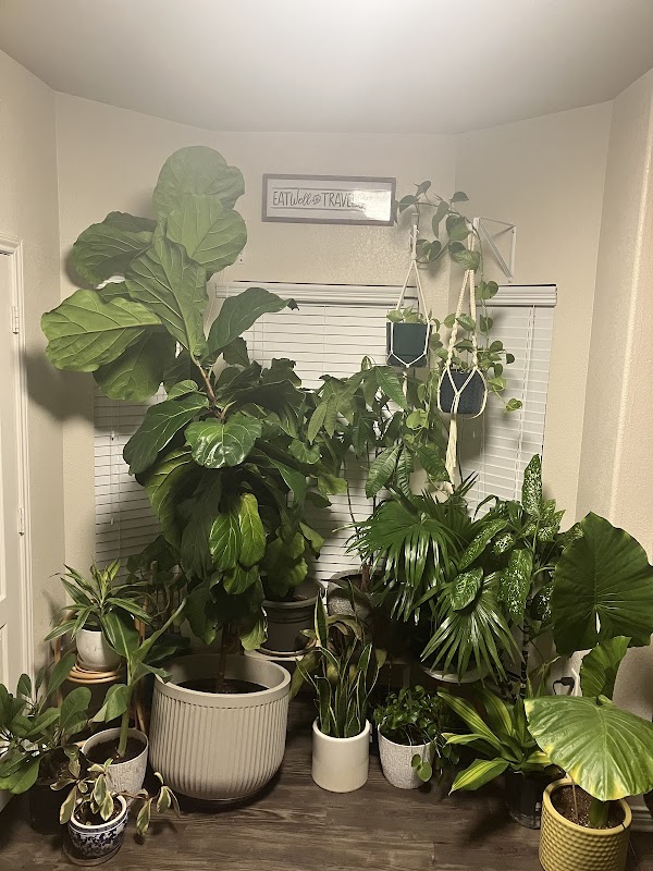 South and East Coast Jungle