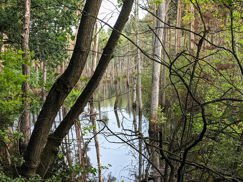 Delamere Forest