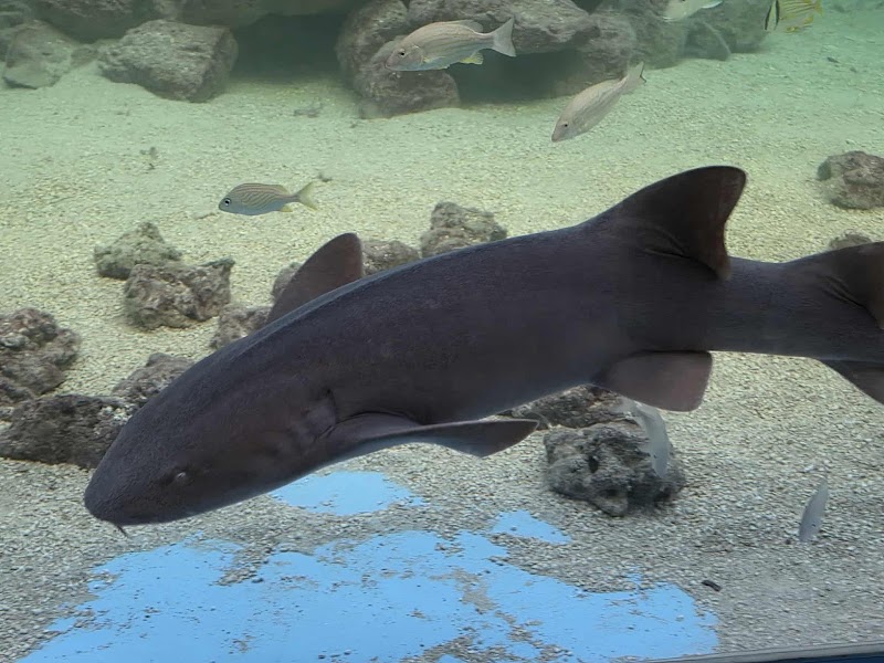 Tarpon Springs Aquarium and Animal Sanctuary