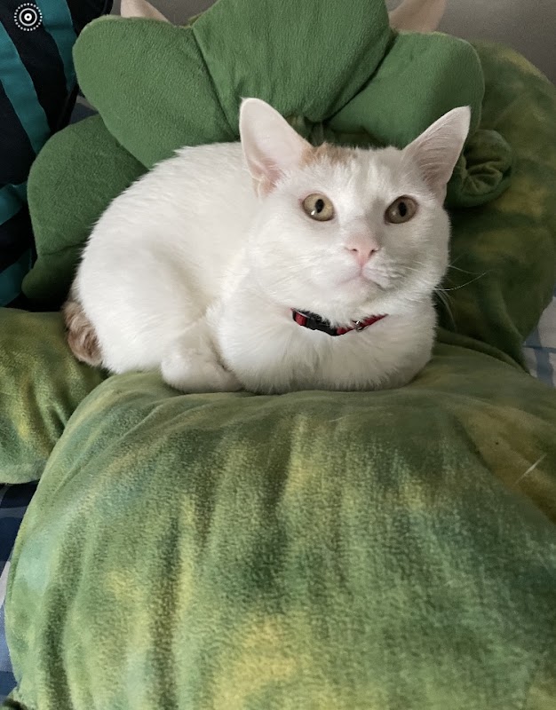 Marimo the peacekeeper