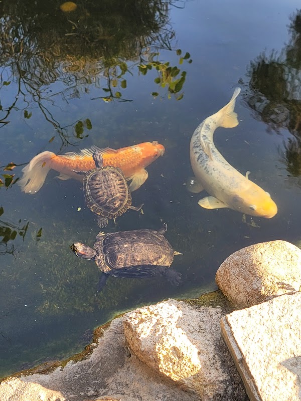 SDSU Turtle Pond