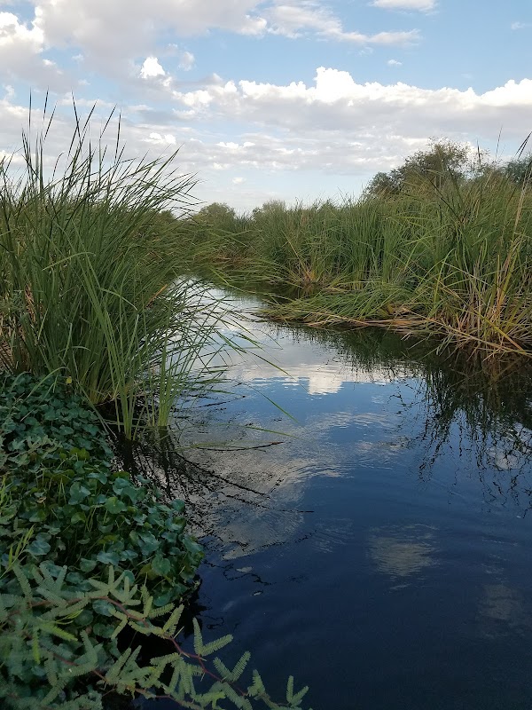 Tres Rios Wetlands Hayfield Site