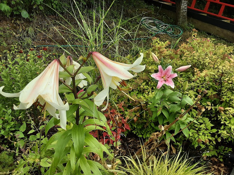 2 Church Cottages Gardens