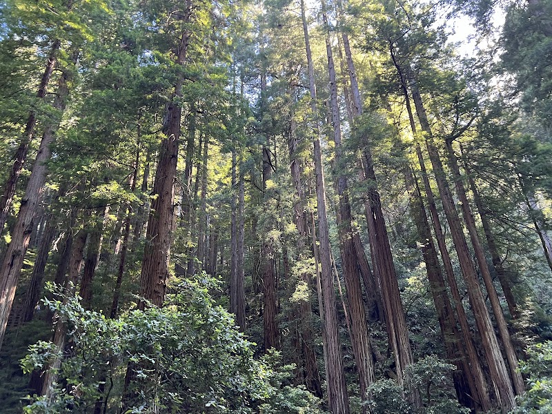 Muir Woods Panoramic trail