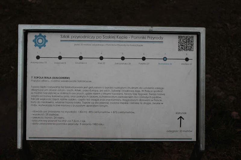 Pomnik przyrody - Topola biała