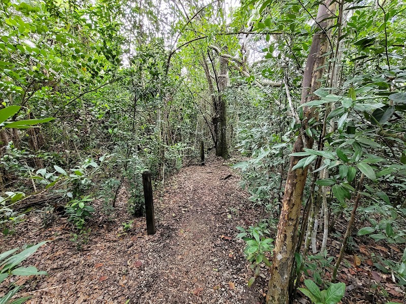 Nature Trail Tree Snail