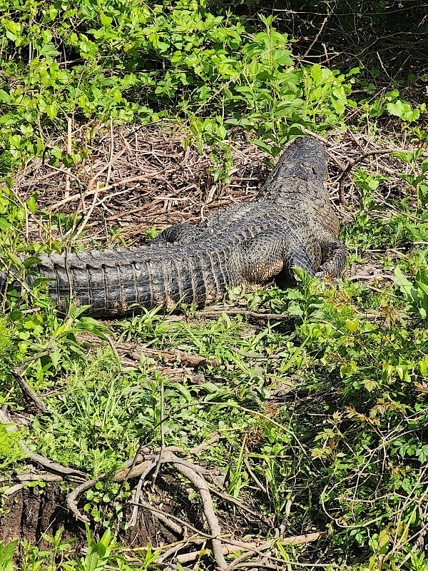 Egan's Creek Greenway Trail
