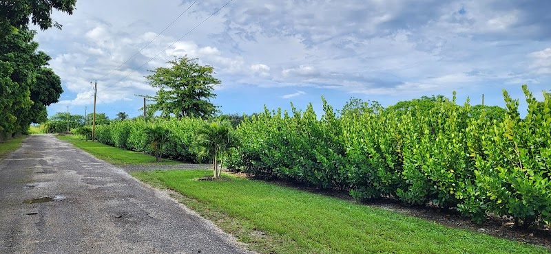 Finca El Patron