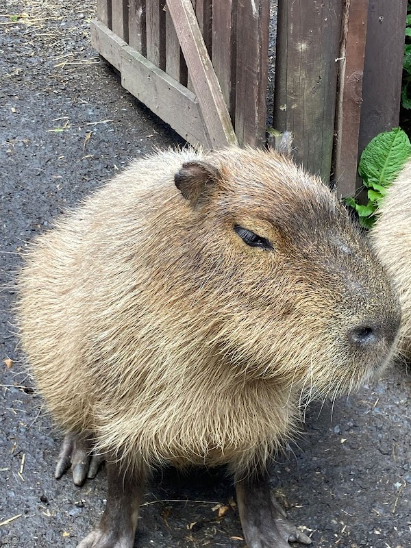 Exotic Zoo Wildlife Park