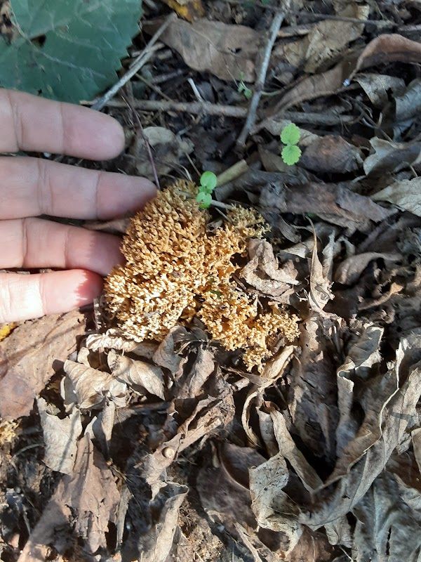 Sunnheim Arbor Frithyard