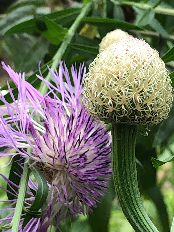 Don Greene Nature Park