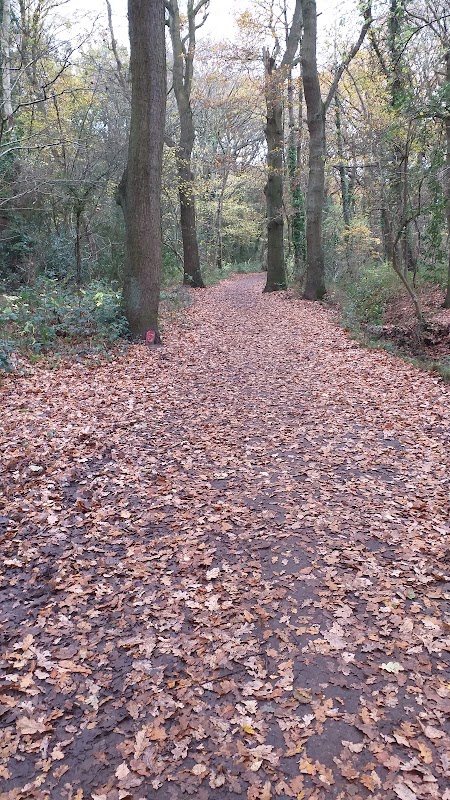 Stanney Woods (Thirlmere Gateway)