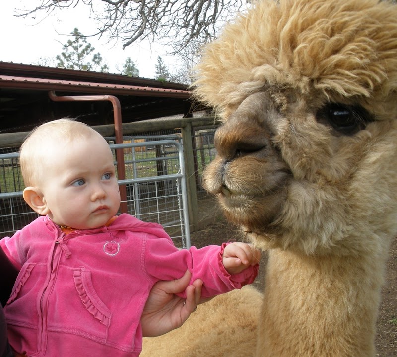 Alpacas at Lone Ranch, tours by appointment