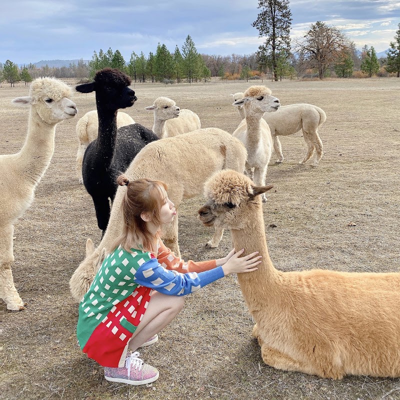 Alpacas at Lone Ranch, tours by appointment