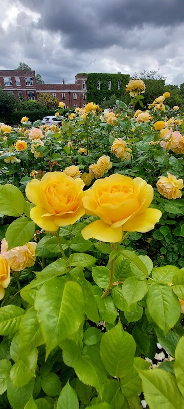 Queen Mary's Rose Gardens