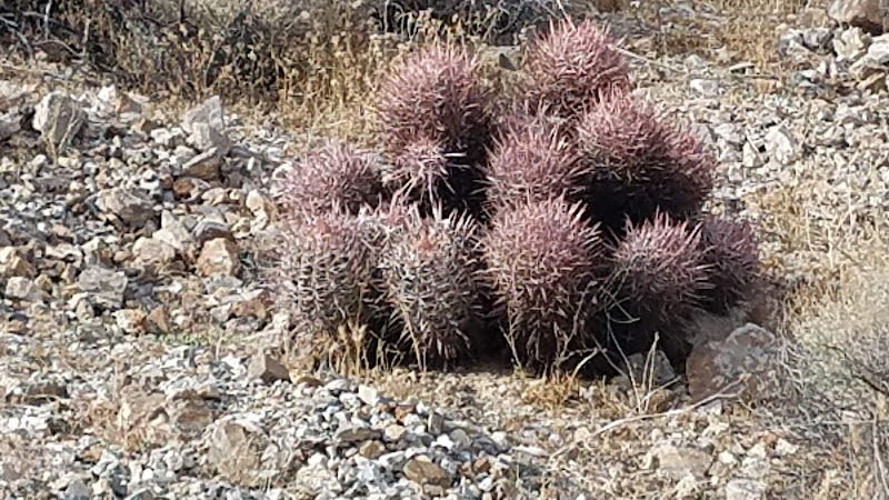 West Mojave Desert Ecological Reserve