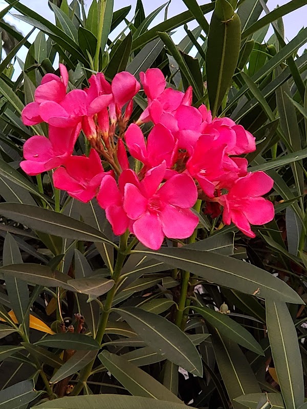 Kashiwagi Park, Basin