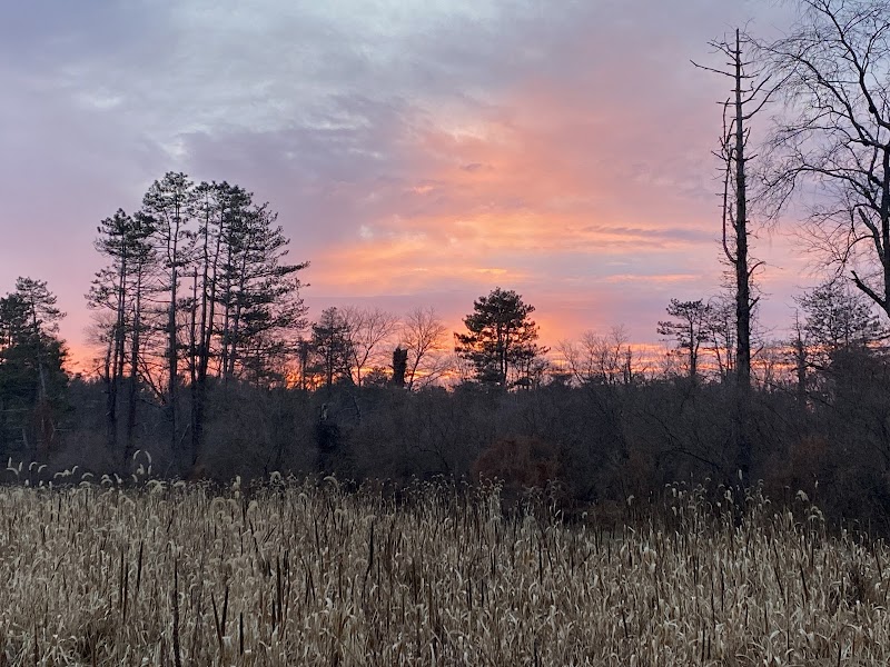 Black River WMA turkey
