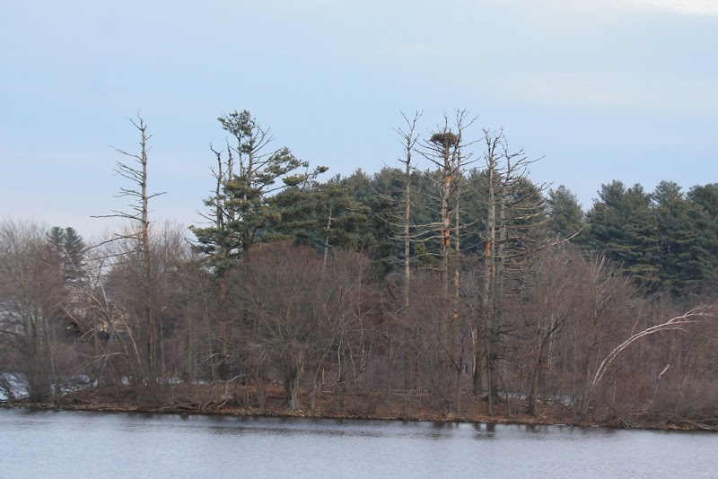 Zingher Island of Trees