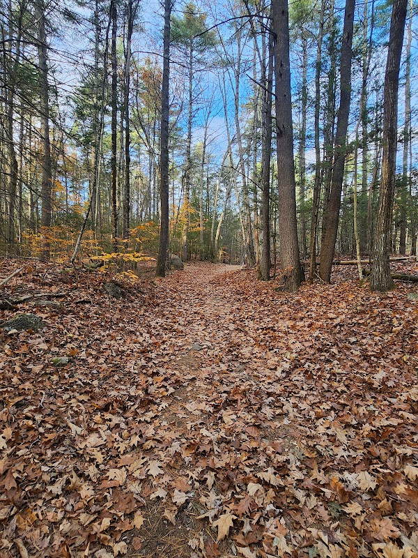 Danville Town Forest